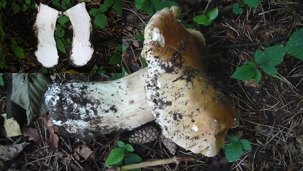 hríb smrekový Boletus edulis Bull.