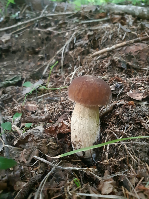 hríb dubový Boletus reticulatus Schaeff.