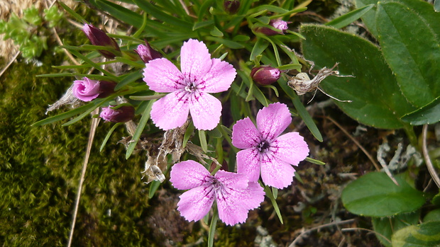 klinček ľadovcový Dianthus glacialis Haenke