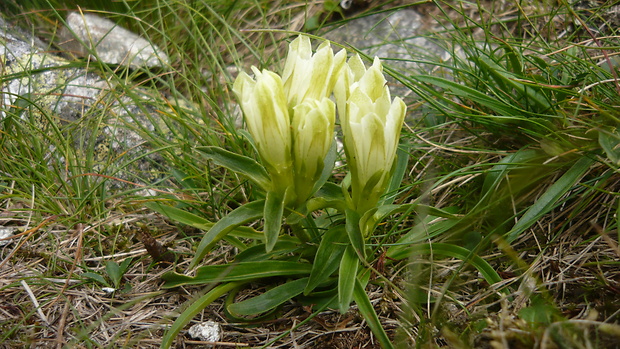 horec ľadový Gentiana frigida Haenke