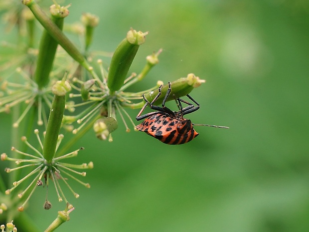 bzdocha pásavá Graphosoma italicum