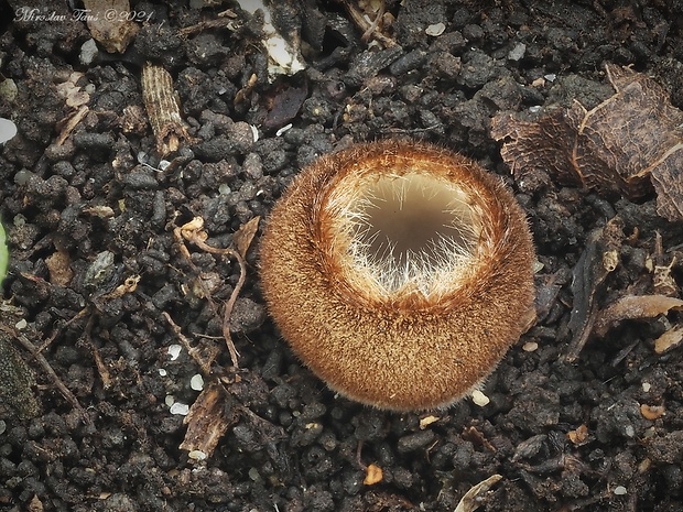 humária polguľovitá Humaria hemisphaerica (F.H. Wigg.) Fuckel