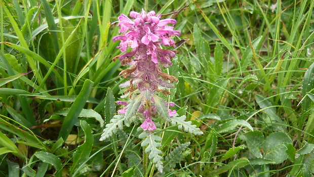 všivec praslenatý Pedicularis verticillata L.