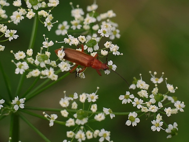 snehuľčík žltý Rhagonycha fulva