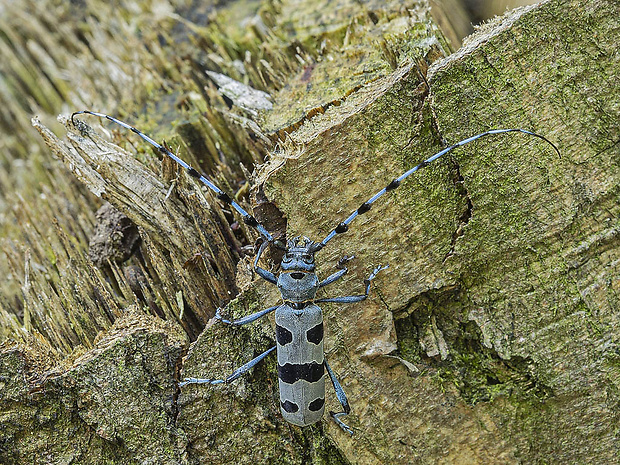 fuzáč alpský  Rosalia alpina