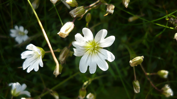 cerastium lapponicum Rožec laponský