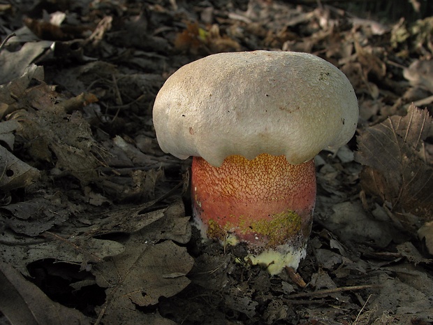 hríb Le Galovej Rubroboletus legaliae (Pilát & Dermek) Della Maggiora & Trassin.