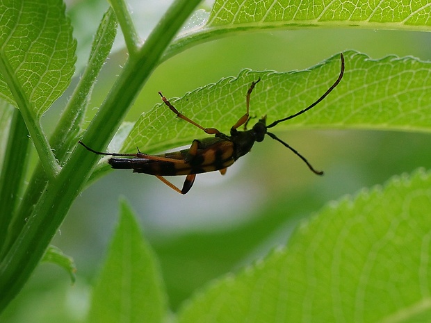 fuzáč Strangalia attenuata