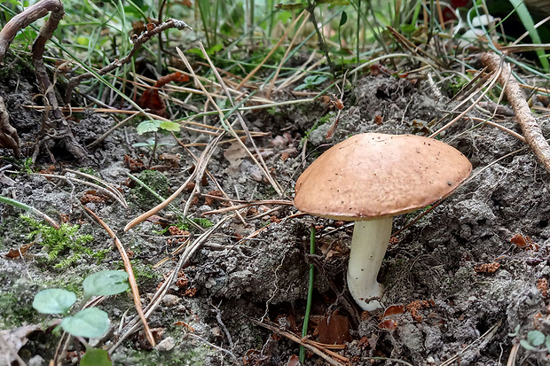 masliak zrnitý Suillus granulatus (L.) Roussel