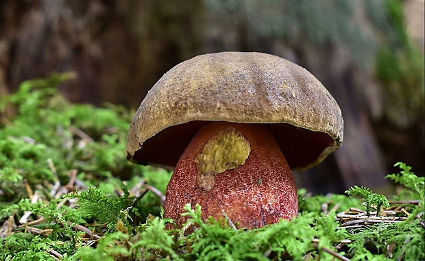 hríb zrnitohlúbikový Sutorius luridiformis (Rostk.) G. Wu & Zhu L. Yang