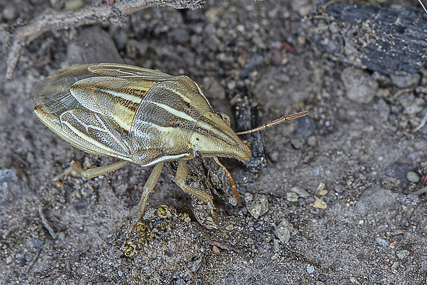 bzdocha kužeľovitá  Aelia acuminata