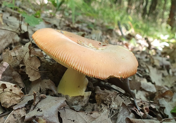 muchotrávka cisárska Amanita caesarea (Scop.) Pers.