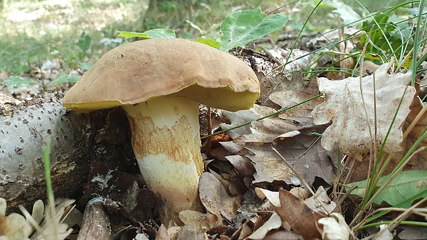 hríb príveskatý Butyriboletus appendiculatus (Schaeff. ex Fr.) Secr.