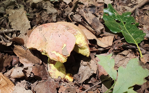 hríb kráľovský Butyriboletus regius (Krombh.) D. Arora & J.L. Frank