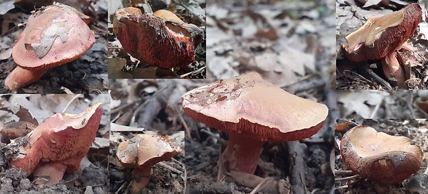 rubínovec obyčajný Chalciporus rubinus (W.G. Sm.) Singer