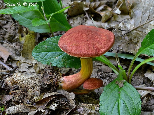 suchohríb karmínový Hortiboletus rubellus (Krombh.) Simonini, Vizzini & Gelardi