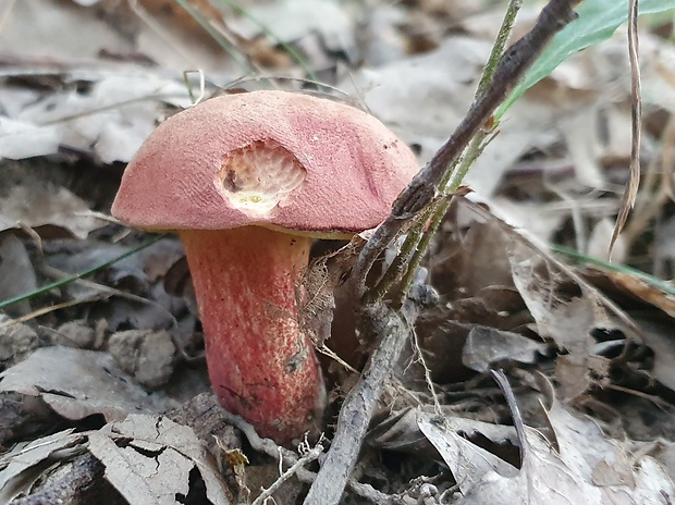 suchohríb karmínový Hortiboletus rubellus (Krombh.) Simonini, Vizzini & Gelardi