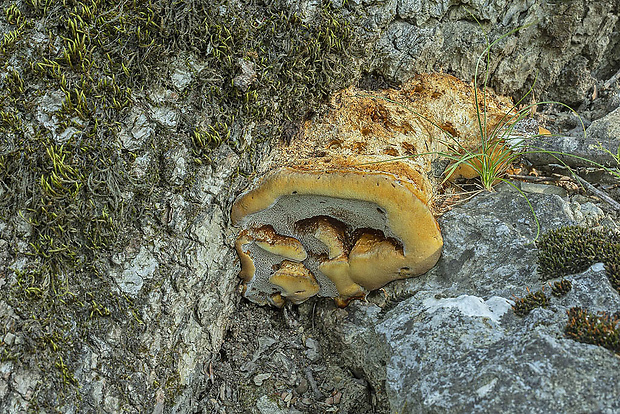 ryšavec kôrovitý Inonotus cuticularis (Bull.) P. Karst.