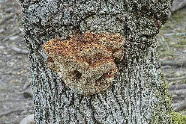 ryšavec Inonotus sp.