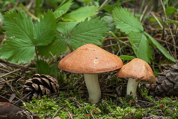 masliak zrnitý Suillus granulatus (L.) Roussel