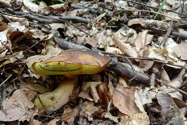 hríb zrnitohlúbikový Sutorius luridiformis (Rostk.) G. Wu & Zhu L. Yang