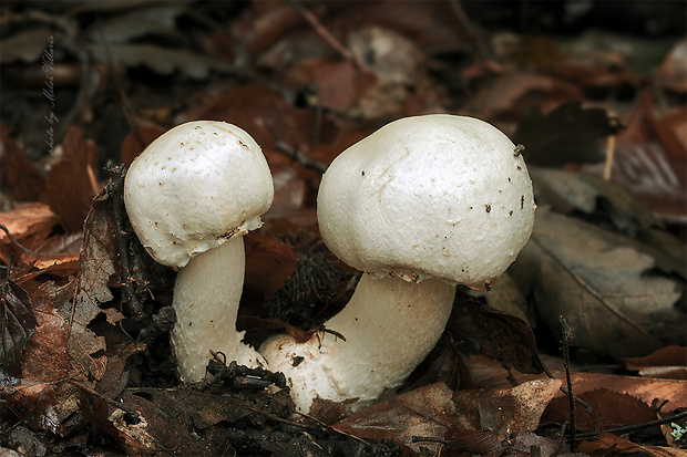 pečiarka hľuznatá Agaricus essettei Bon