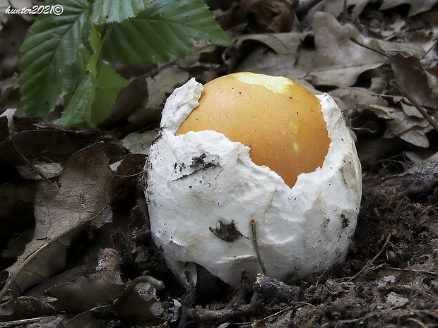 muchotrávka cisárska Amanita caesarea (Scop.) Pers.