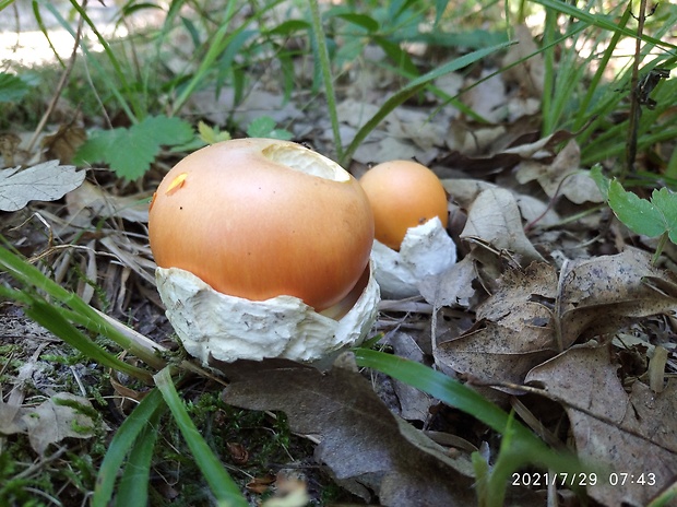 muchotrávka cisárska Amanita caesarea (Scop.) Pers.