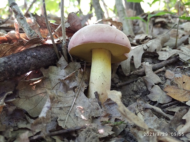 hríb nádherný Butyriboletus fuscoroseus (Smotl.) Vizzini & Gelardi