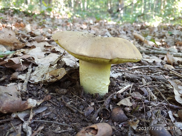 hríb plavý Hemileccinum impolitum (Fr.) Šutara