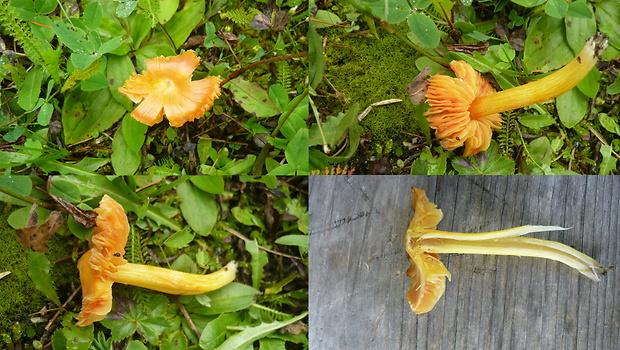 lúčnica ohnivá Hygrocybe intermedia (Pass.) Fayod