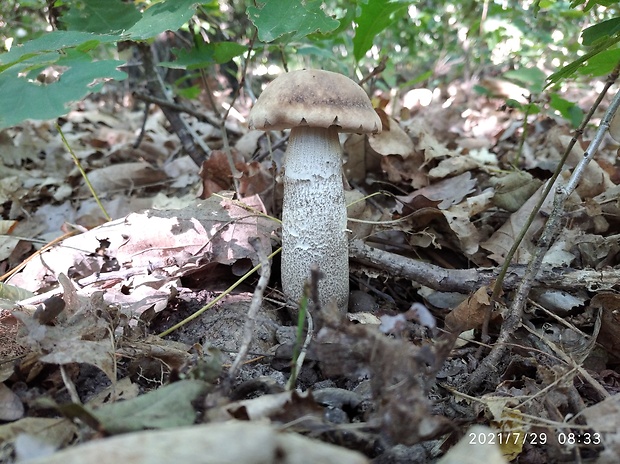 kozák topoľový Leccinum duriusculum (Schulzer ex Kalchbr.) Singer