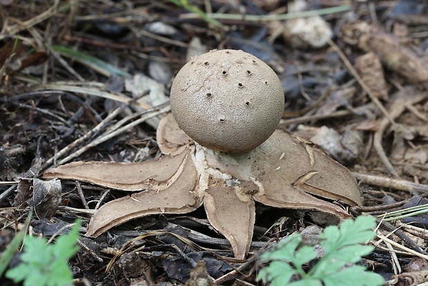 mnohokrčka dierkovaná Myriostoma coliforme (Dicks.) Corda