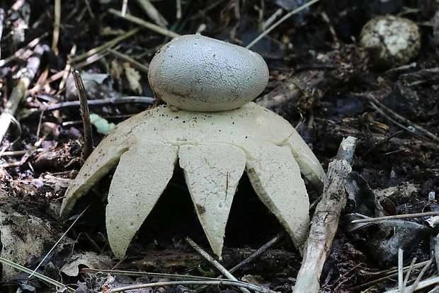 mnohokrčka dierkovaná Myriostoma coliforme (Dicks.) Corda