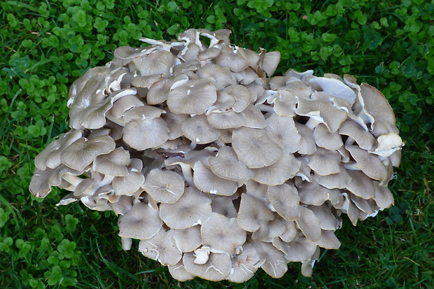 trúdnik klobúčkatý Polyporus umbellatus (Pers.) Fr.