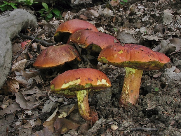 hríb Dupainov Rubroboletus dupainii (Boud.) Kuan Zhao & Zhu L. Yang