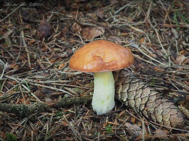 masliak zrnitý Suillus granulatus (L.) Roussel