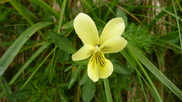 fialka žltá sudetská Viola lutea subsp. sudetica (Willd.) Nyman