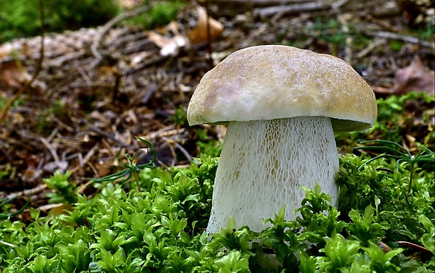 hríb smrekový Boletus edulis Bull.