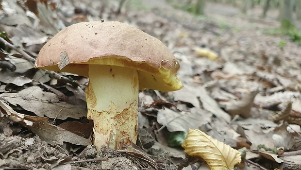 hríb príveskatý Butyriboletus appendiculatus (Schaeff. ex Fr.) Secr.