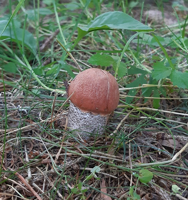 kozák smrekový Leccinum piceinum Pilát & Dermek