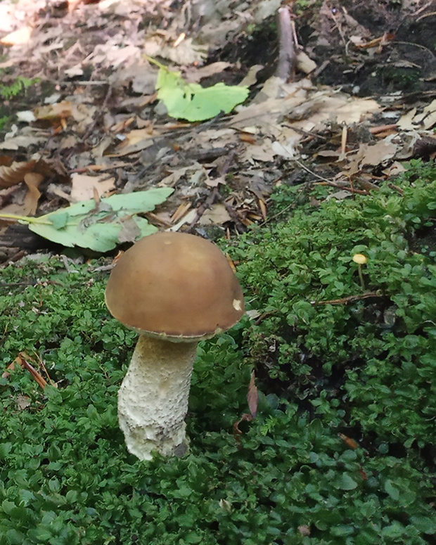 kozák hrabový Leccinum pseudoscabrum (Kallenb.) Šutara