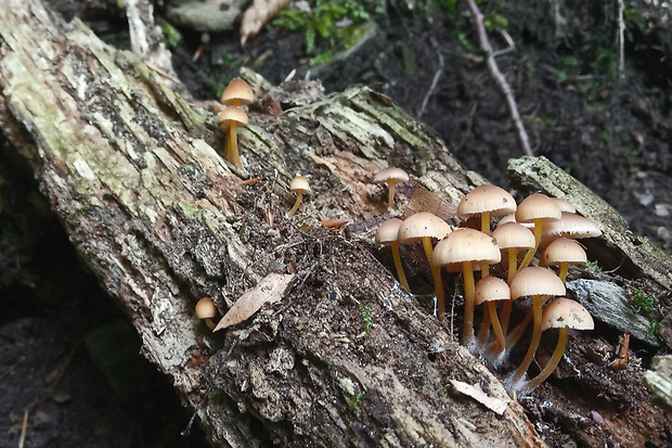 prilbička žltohlúbiková Mycena renati Quél.