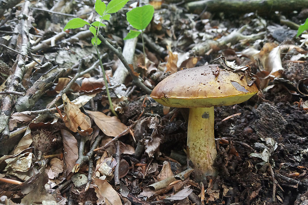 hríb zrnitohlúbikový odfarbený Neoboletus xanthopus (Quél.) Krieglst.