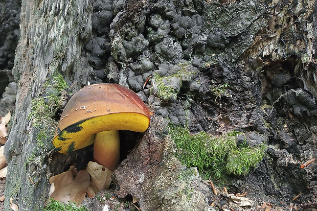 hríb zrnitohlúbikový Sutorius luridiformis (Rostk.) G. Wu & Zhu L. Yang