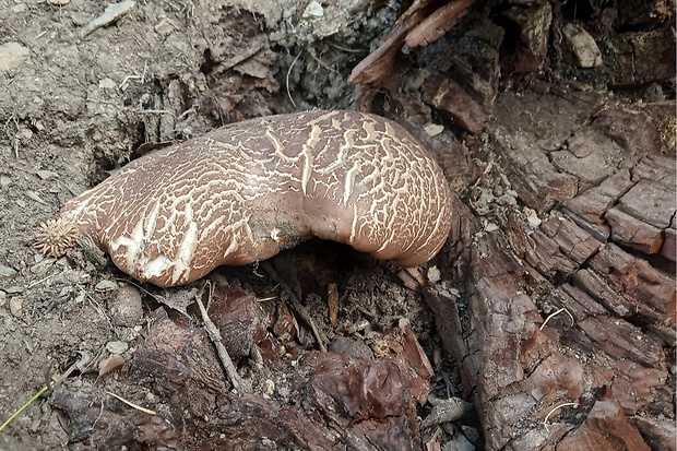 čechračka tmavohlúbiková Tapinella atrotomentosa (Batsch) Šutara