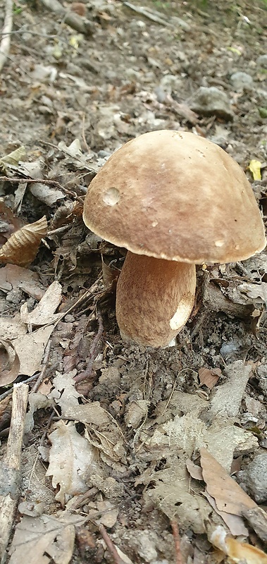 hríb bronzový Boletus aereus Bull. ex Fr.