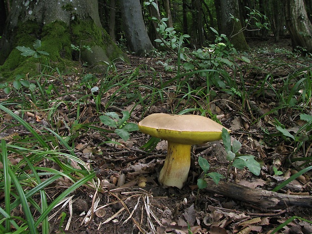 hríb nádherný Butyriboletus fuscoroseus (Smotl.) Vizzini & Gelardi