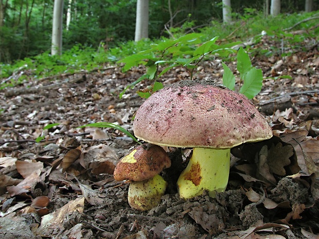 hríb kráľovský Butyriboletus regius (Krombh.) D. Arora & J.L. Frank