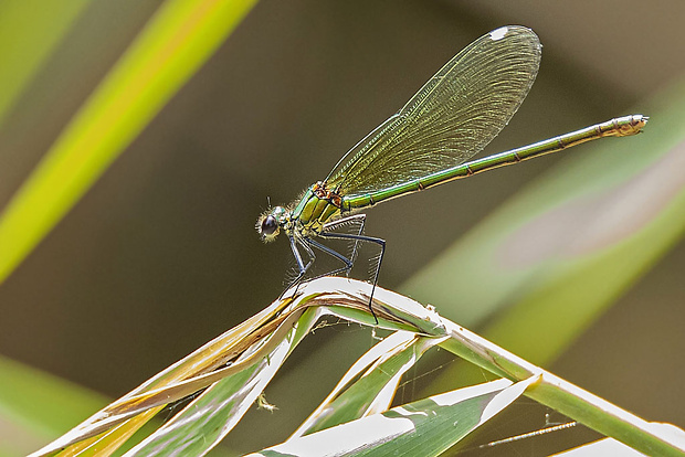 hadovka lesklá, samica. Calopteryx splendens